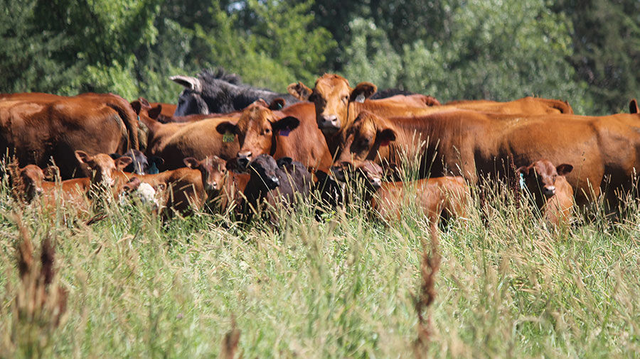 Red Angus